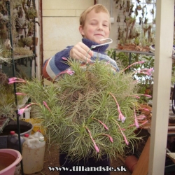 Tillandsia aeranthos x Tillandsia tenuifolia