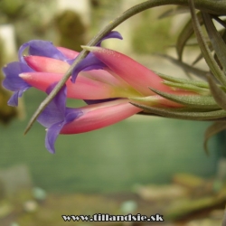 Tillandsia aeranthos