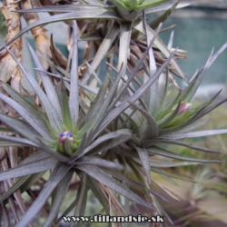 Tillandsia aeranthos