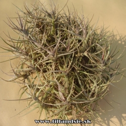 tillandsia aeranthos f.nana