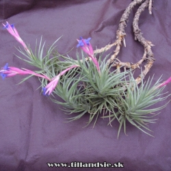 Tillandsia aeranthos trs