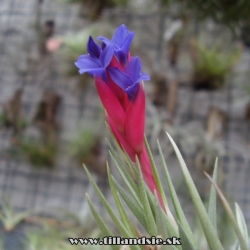 Tillandsia aeranthos