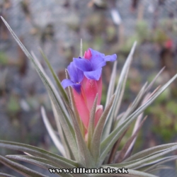 Tillandsia aeranthos