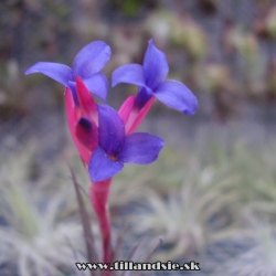 Tillandsia aeranthos ,,mini purple,,