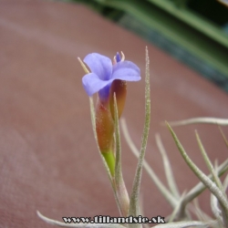 Tillandsia aeranthos ,,nana,,