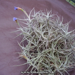 Tillandsia aeranthos ,,nana,,