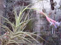 Tillandsia aeranthos x Tillandsia tenuifolia