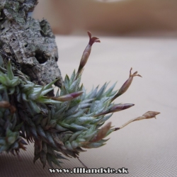 tillandsia aizioides