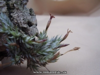 Tillandsia aizioides