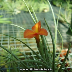 Tillandsia albertiana x Tillandsia crocata