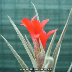 Tillandsia albertiana x Tillandsia edithiae