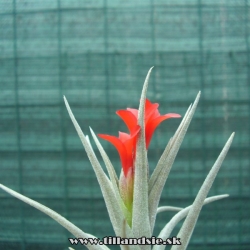 Tillandsia albertiana x Tillandsia edithiae