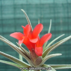 Tillandsia albertiana x Tillandsia edithiae