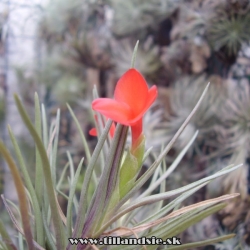 Tillandsia albertiana