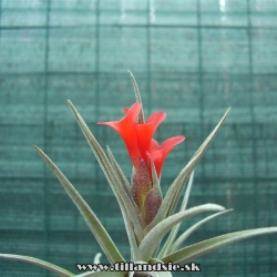 Tillandsia albertiana x Tillandsia edithiae