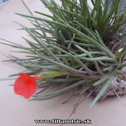 Tillandsia albertiana