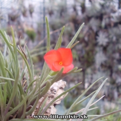 Tillandsia albertiana