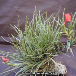 Tillandsia albertiana