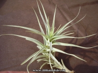 Tillandsia albida