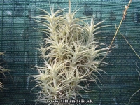 Tillandsia albida