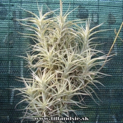 Tillandsia albida 