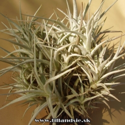 Tillandsia albida mini forma