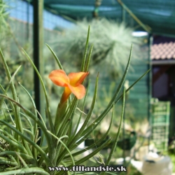 Tillandsia albertiana x Tillandsia crocata