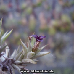 Tillandsia angulosa