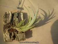 Tillandsia arequitae