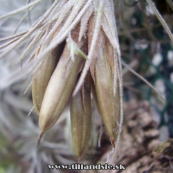 semenníky druhu Tillandsia atroviridipetala