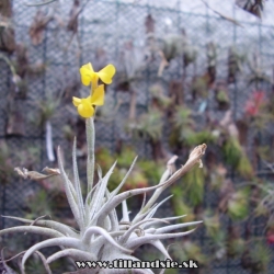 Tillandsia crocata x Tillandsia aurea