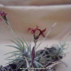 Tillandsia spiralipetala