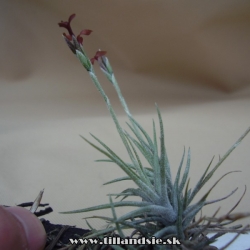 Tillandsia spiralipetala