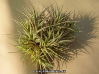 Tillandsia bergeri