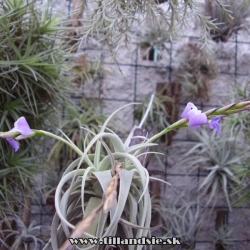 Tillandsia boliviensis