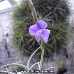 Tillandsia boliviensis