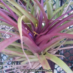 Tillandsia brachycaulos ,,selecta,,