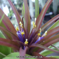 Tillandsia brachycaulos ,,selecta,,