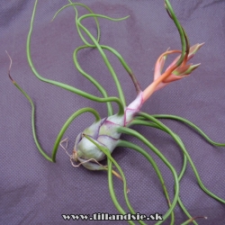 tillandsia bulbosa ,, Giant,,