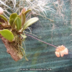 Bulbophyllum auratum