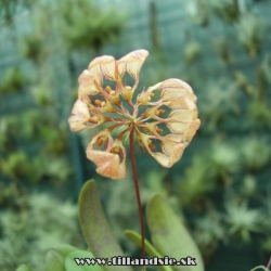 Bulbophyllum auratum