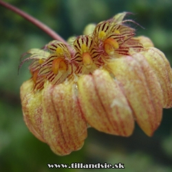 Bulbophyllum auratum