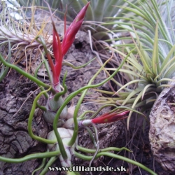 Tillandsia bulbosa