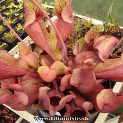 sarracenia purpurea ssp.venosa var.burkii