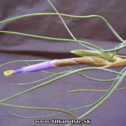 Tillandsia butzii