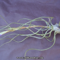 Tillandsia butzii