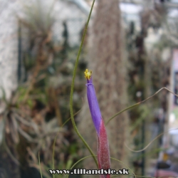 Tillandsia butzii var.minor