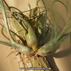 Tillandsia butzii x Tillandsia pseudobaileyi