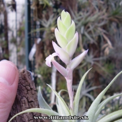 Tillandsia cacticola