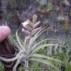 Tillandsia cacticola